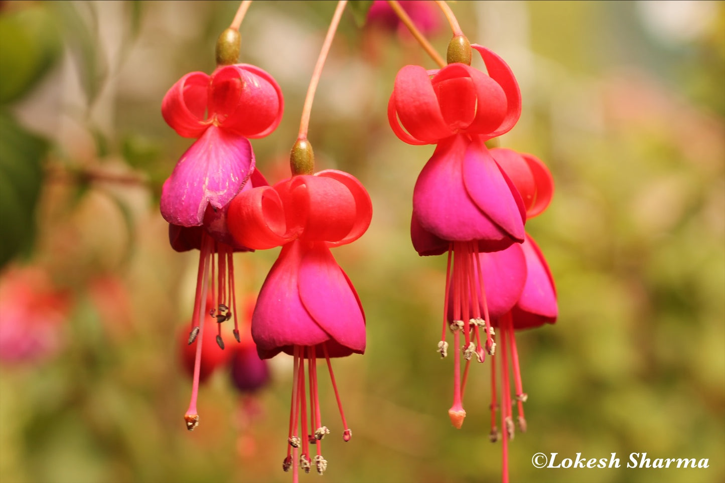 Aesthetically Pleasing Flower Bells - Munnar