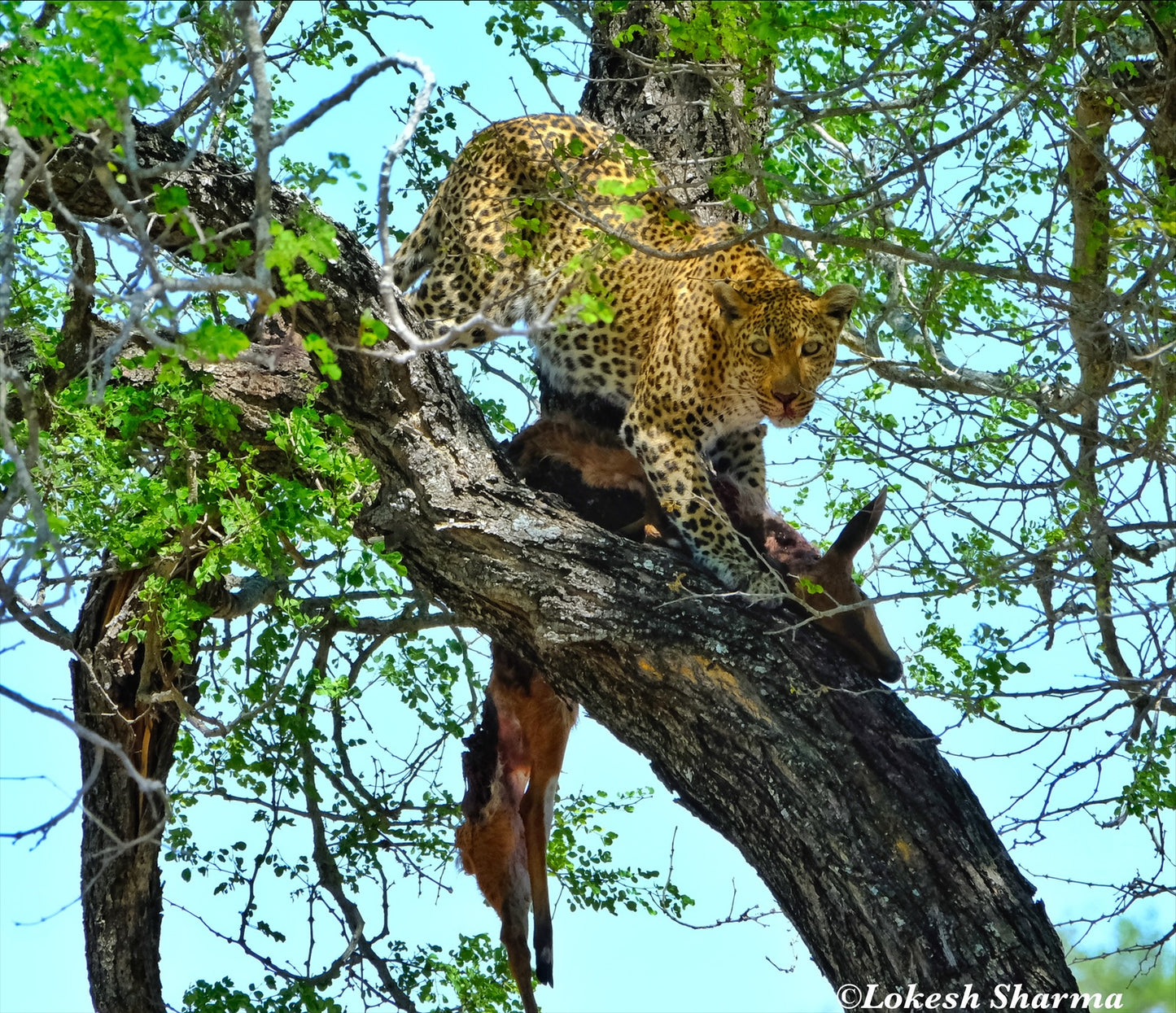 I am watching you... Intimidating leopard at Kruger National park, South Africa