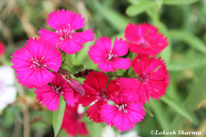 Pop of Pink with a touch of Peace - Udaipur