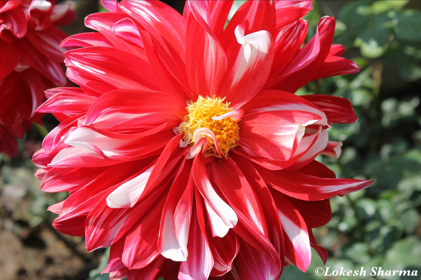 An Unapologetic Bold Bloom - Udaipur