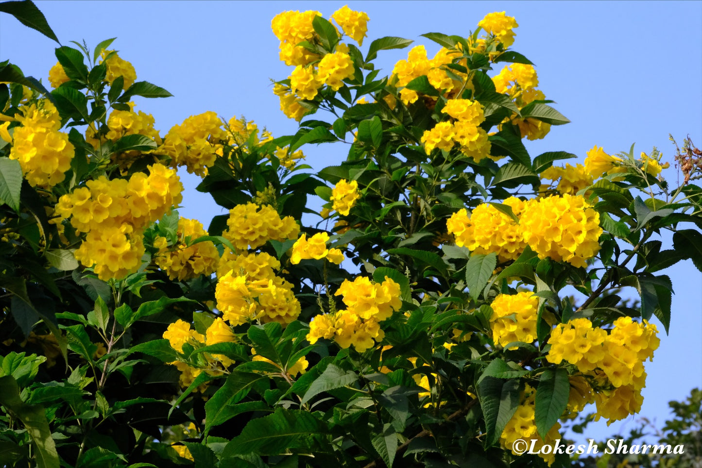 Golden whispers under the blue Sky - Nashik