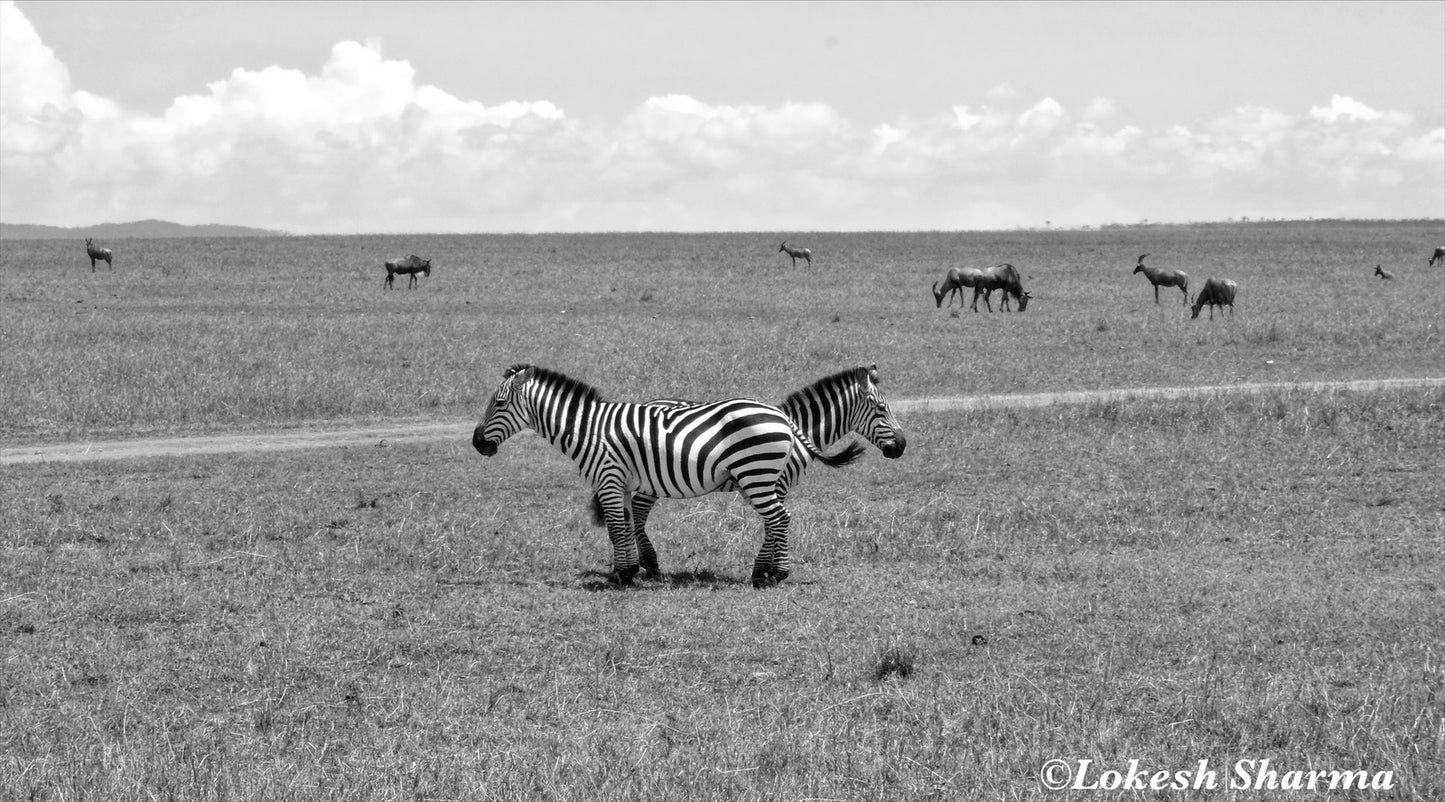 Watch your back in the Wilderness of Masai Mara, Kenya