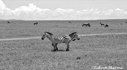 Watch your back in the Wilderness of Masai Mara, Kenya