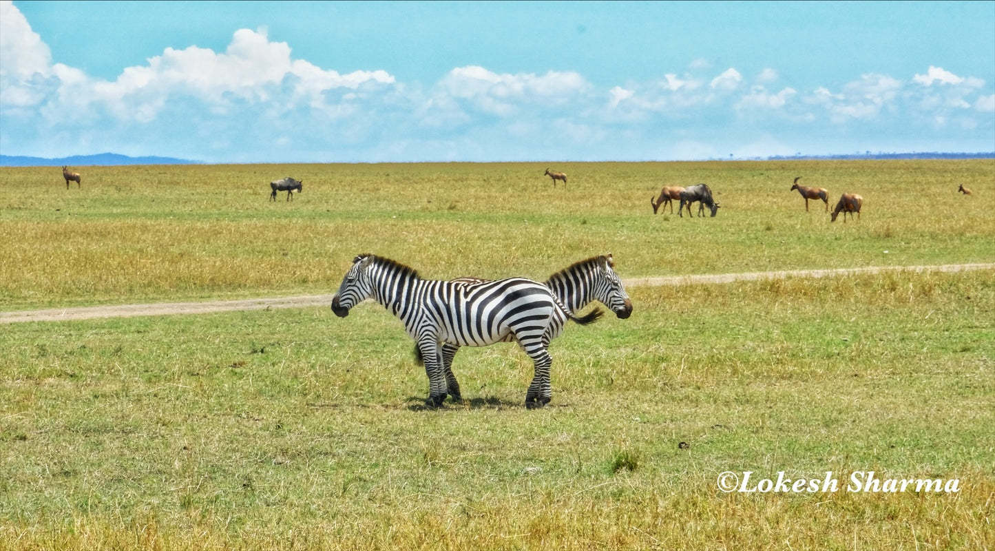 Watch your back in the Wilderness of Masai Mara, Kenya